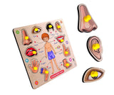 Buy Human Body Part Puzzle Online in India - Durable Wooden Puzzle